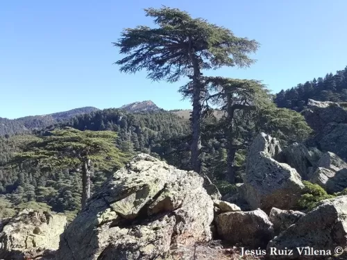 Cedrus atlantica - Cèdre de l'Atlas, Cèdre d'Afrique, Cèdre d'Algérie 