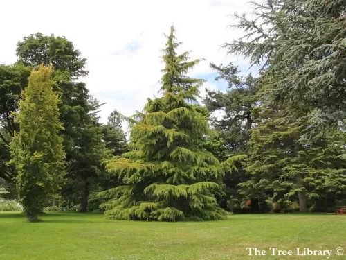 Cedrus deodara - Cèdre de l'Himalaya, Cèdre déodar, Cèdre sacré