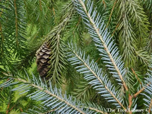 Picea brachytyla - Épicéa de Sargent