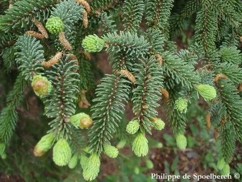 Picea crassifolia - Épicéa de Qinghai