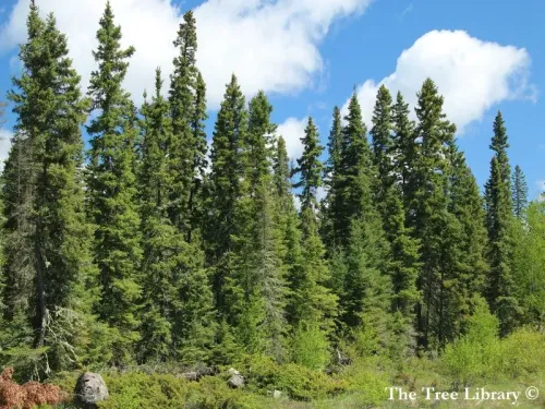 Picea glauca - Épinette blanche