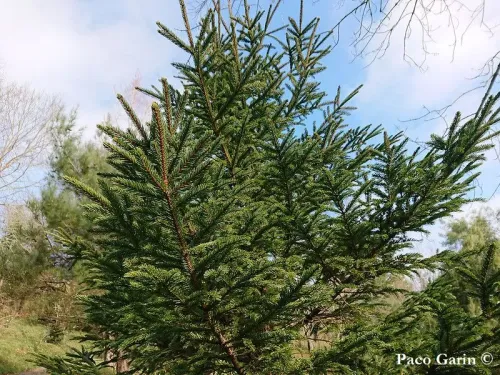 Picea glehnii - Épicéa de Sakhaline