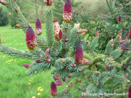 Picea likiangensis var. rubescens - Épicéa de Balfour