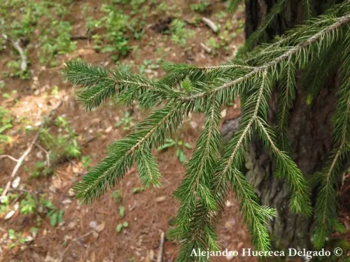 Picea martinezii - Épicéa de Martinez
