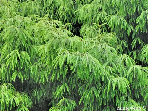 Picea morrisonicola - Épicéa du Mont Morrison