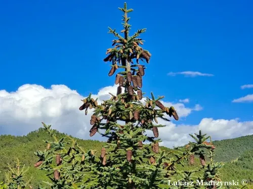 Picea neoveitchii - Épicéa de Veitch