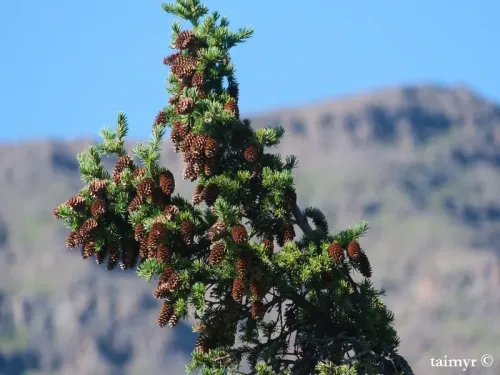 Picea obovata - Épicéa de Sibérie