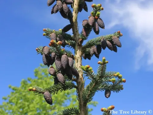 Picea omorika - Épicéa de Serbie