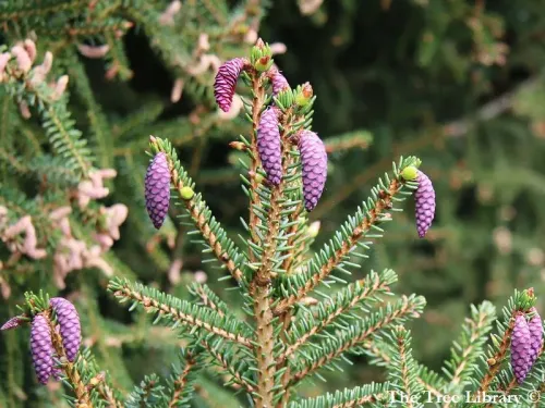 Picea orientalis - Épicéa d'Orient