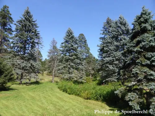 Picea pungens - Épicéa bleu, Épinette bleue, Épicéa bleu du Colorado