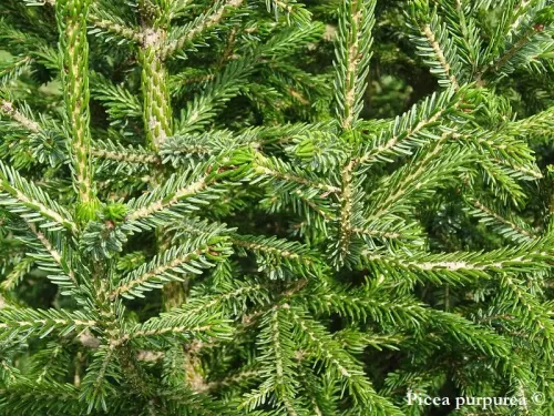 Picea purpurea - Épicéa pourpre