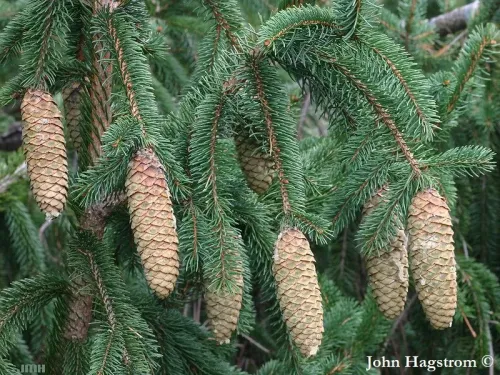 Picea retroflexa - Épicéa du dragon vert