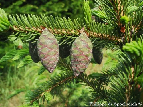 Picea rubens - Épicéa rouge, Épinette rouge
