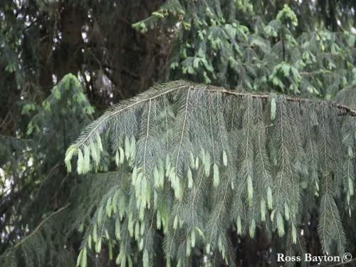 Picea smithiana - Épicéa de l'Himalaya