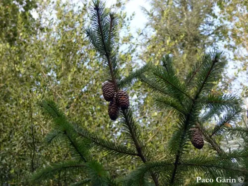 Picea spinulosa - Épicéa du Sikkim