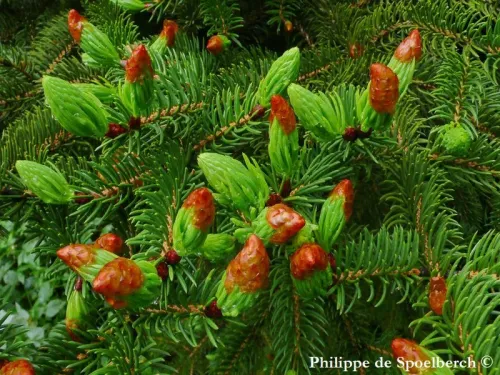 Picea torano - Épicéa à queue de tigre