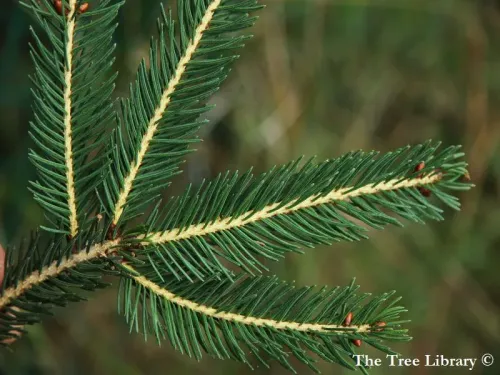 Picea wilsonii - Épicéa de Wilson