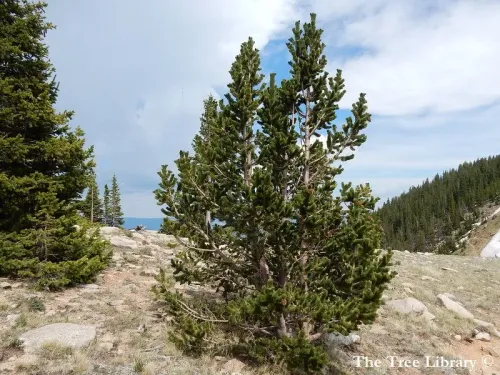 Pinus aristata - Pin aristé