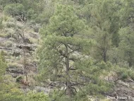 Pinus arizonica