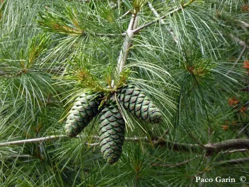 Pinus armandii - Pin d'Armand