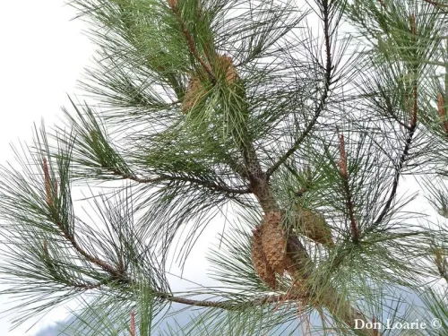 Pinus attenuata - Pin de l'Eldorado