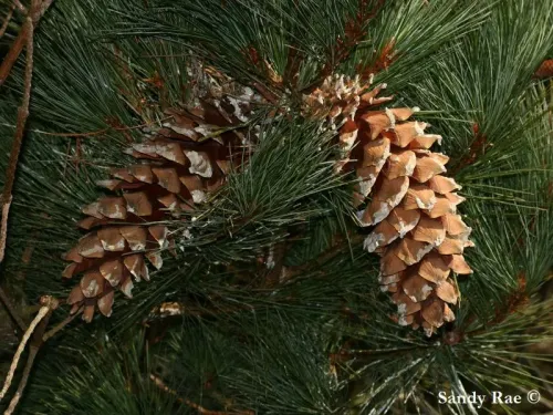 Pinus ayacahuite - Pin du Mexique, Pin ayacahuite, Pin blanc du Mexique