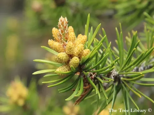 Pinus banksiana - Pin gris