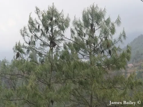 Pinus bhutanica - Pin du Bhoutan