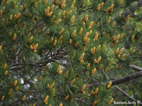 Pinus bungeana - Pin Napoléon