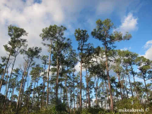 Pinus caribaea - Pin caraïbe