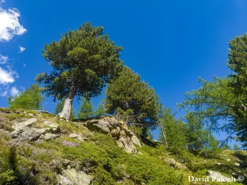 Pinus cembra - Pin cembro, Pin des Alpes