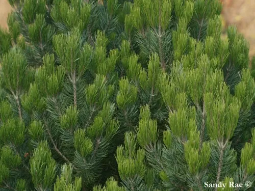 Pinus cembroides - Pin pignon du Mexique