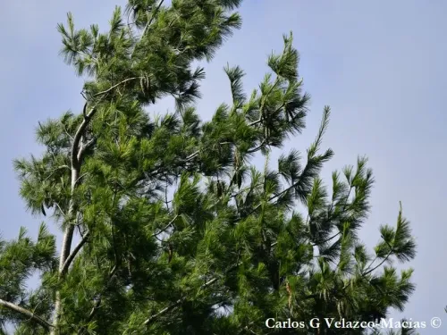 Pinus chiapensis - Pin blanc du Chiapas