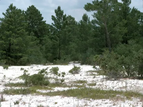 Pinus clausa - Pin de Floride