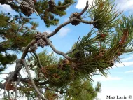 Pinus contorta var. latifolia