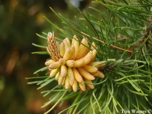 Pinus contorta - Pin tordu