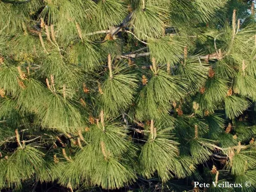 Pinus coulteri - Pin à gros cônes, Pin de Coulter, Pin faiseur de veuves, Pin des veuves