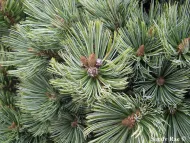 Pinus culminicola