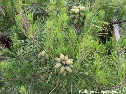 Pinus densiflora - Pin rouge du Japon, Pin parasol du Japon