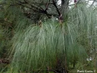 Pinus devoniana