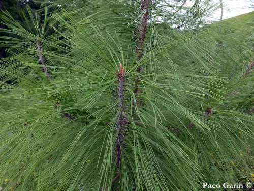 Pinus durangensis - Pin du Durango