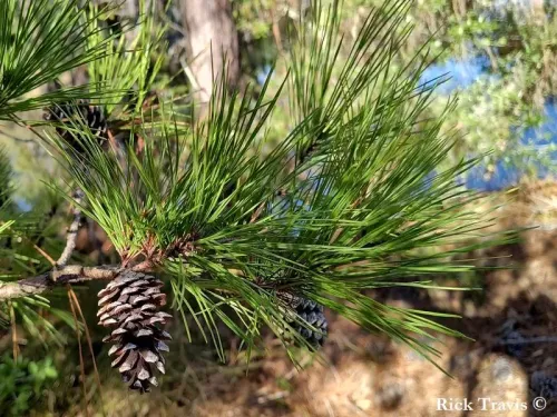 Pinus echinata - Pin jaune du Sud, Pin de Caroline