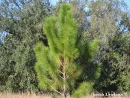 Pinus elliottii