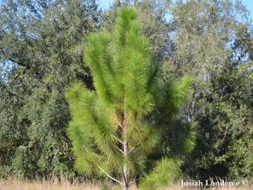 Pinus elliottii - Pin de Floride, Pin d'Elliott
