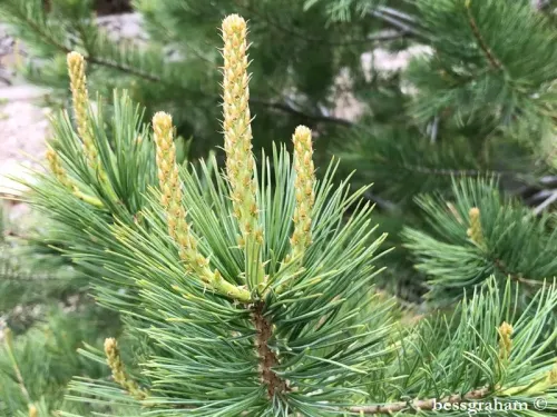 Pinus flexilis var. reflexa - Pin réflexe