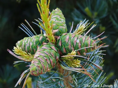 Pinus flexilis - Pin flexible