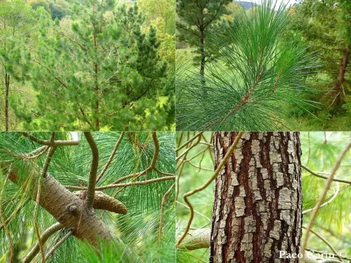 Pinus greggii - Pin de Gregg