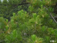 Pinus henryi