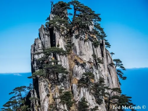 Pinus hwangshanensis - Pin du Huangshan