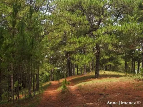 Pinus kesiya - Pin de Benguet, Pin à trois aiguilles